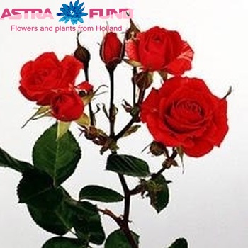 Rosa tros Red Diadeem fotó