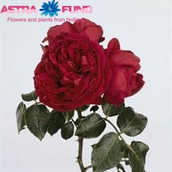 Rosa tros Red Eden Rose Freiland fotó