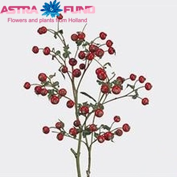  Rosehip Amazing Fantasy (rozenbottel) photo