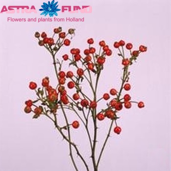  Rosehip Autumn's Pride (rozenbottel) photo