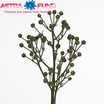 Rosehip Classic Fruitilia (rozenbottel groen) photo