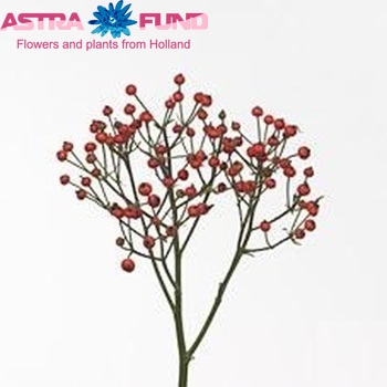 Rosehip Classic Fruitilia (rozenbottel) photo