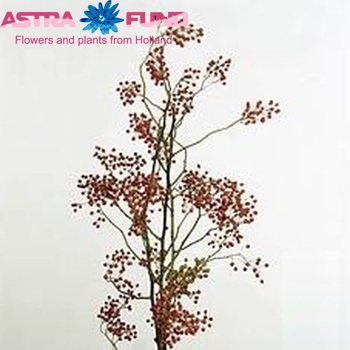Rosehip 'Corallo' (rozenbottel) photo
