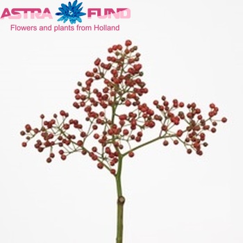 Rosehip Fair Diamond (rozenbottel) photo