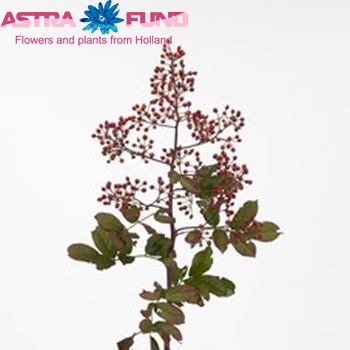 Rosehip Fair Pearl (rozenbottel) foto