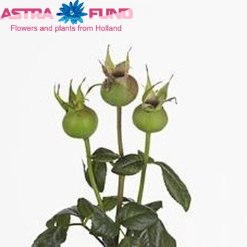 Rosehip Floribunda Grp Magical Queen (rozenbottel) fotografija