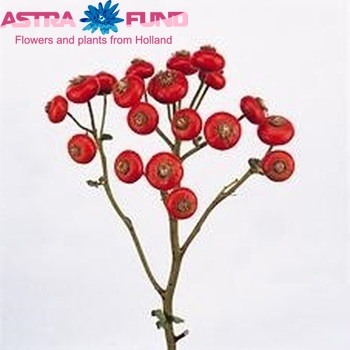Rosa Giant Fantasy (rozenbottel) photo