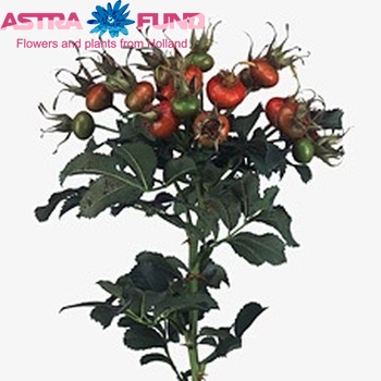 Rosehip Magical Fantasy (rozenbottel) fotografija