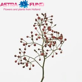 Rosehip multiflora 'Forest Queen' (rozenbottel) fotografija