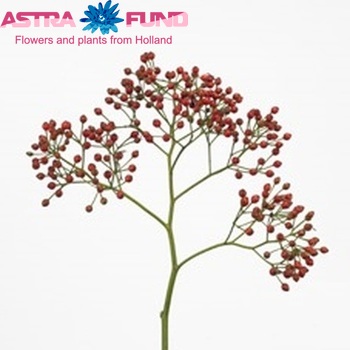 Rosehip Plenty (rozenbottel) fotografija