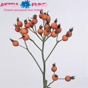 Rosehip Pumpkin (rozenbottel) fotografie