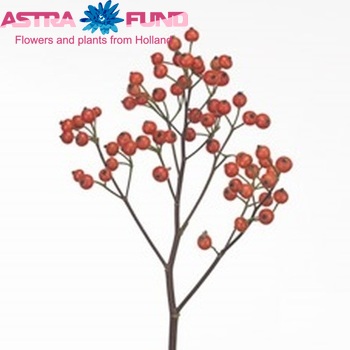 Rosehip Red Fruitilia (rozenbottel) fotografie