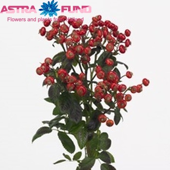 Rosehip 'Red Hooijdonk' (rozenbottel) fotografie