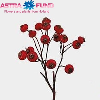 Rosehip Sensational Fantasy (rozenbottel) fotografie