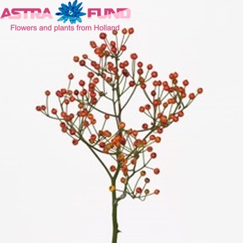 Rosehip Twinkle Hiphop (rozenbottel) fotografie
