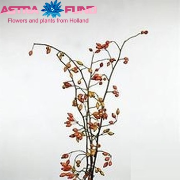 Rosehip 'Zaffiro' (rozenbottel) fotografie