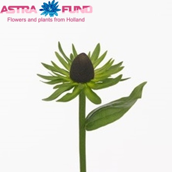 Rudbeckia 'Black Nipple' photo
