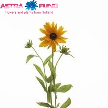 Rudbeckia hirta 'Marmalade' photo