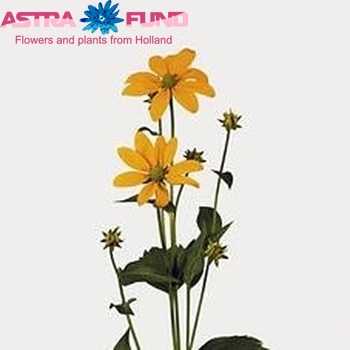 Rudbeckia nitida photo