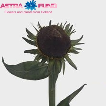 Rudbeckia occidentalis 'Big Mama' photo