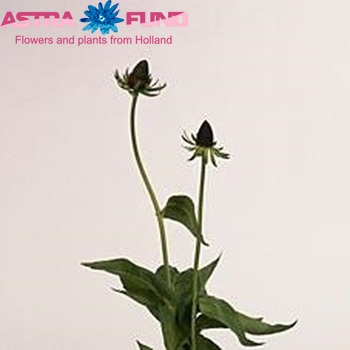 Rudbeckia occidentalis 'Green Wizard' photo