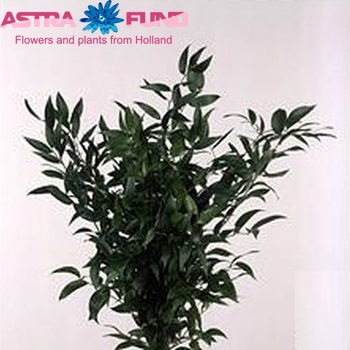 Ruscus aculeatus (klein blad) photo