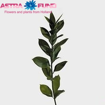 Ruscus hypophyllum (groot blad) photo