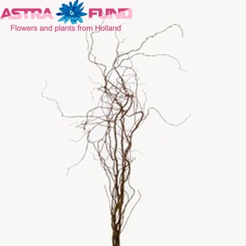 Salix alba 'Dart's Snake' photo
