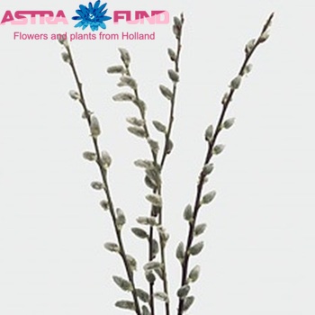 Salix caprea 'Silverglow' photo