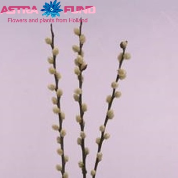Salix caprea 'Snow Flake' photo