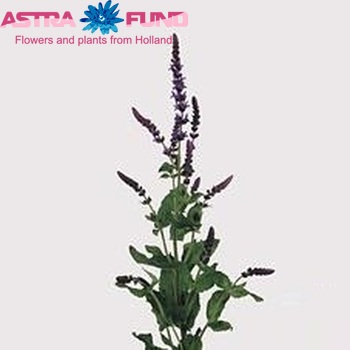 Salvia 'Basco' photo