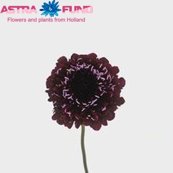 Scabiosa atropurpurea 'Qis Deep Red' photo