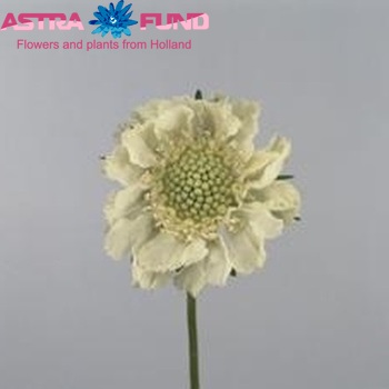 Scabiosa caucasica (wit) photo