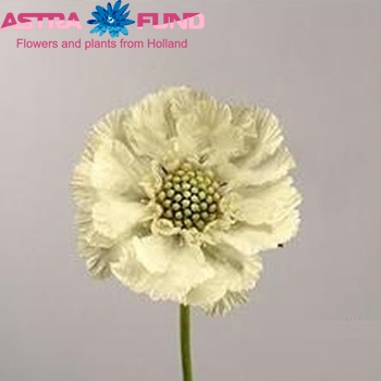 Scabiosa caucasica 'Anika' photo