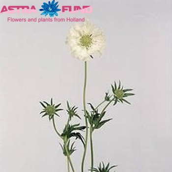 Scabiosa caucasica 'Annabelle' photo