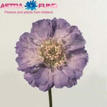 Scabiosa caucasica 'Clive Greaves' photo