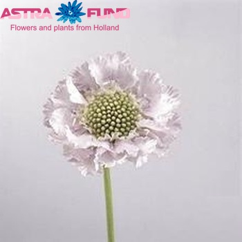 Scabiosa caucasica 'Lisa' photo