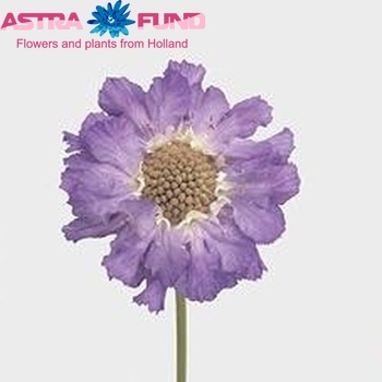 Scabiosa caucasica 'Staefa' photo