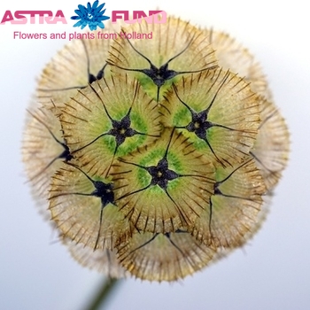 Scabiosa caucasica 'Sternkugel' photo