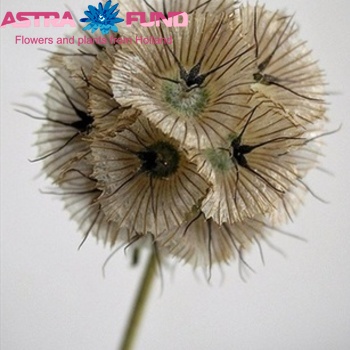 Scabiosa stellata photo