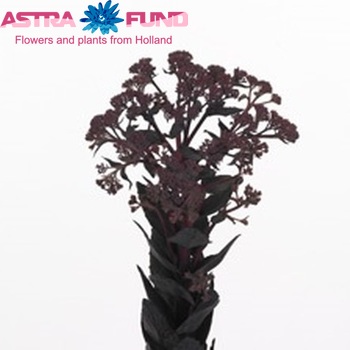 Sedum 'Aurora' photo