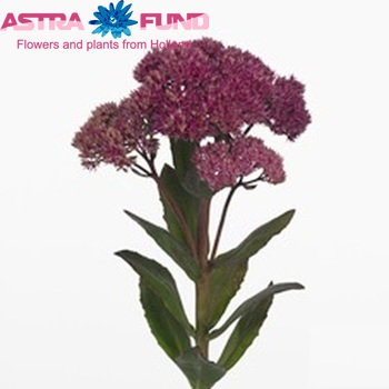 Sedum 'Cloud Walker' photo