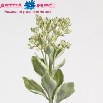 Sedum 'Frosty Morn' photo