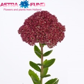 Sedum 'Herbstfreude' photo