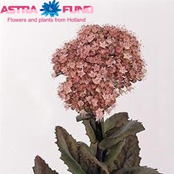 Sedum 'Joyce Henderson' photo