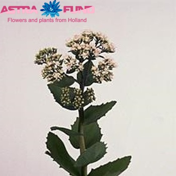 Sedum 'Matrona' foto