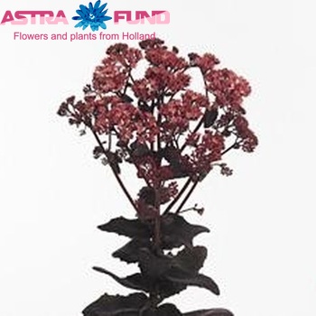 Sedum 'Purple Emperor' foto