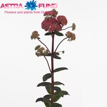 Sedum 'Red Cauli' foto