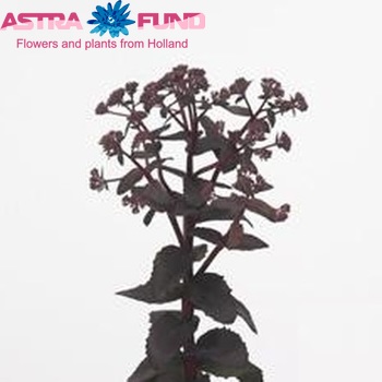 Sedum 'Red Star' foto