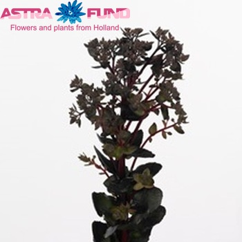 Sedum 'Shadow' Foto